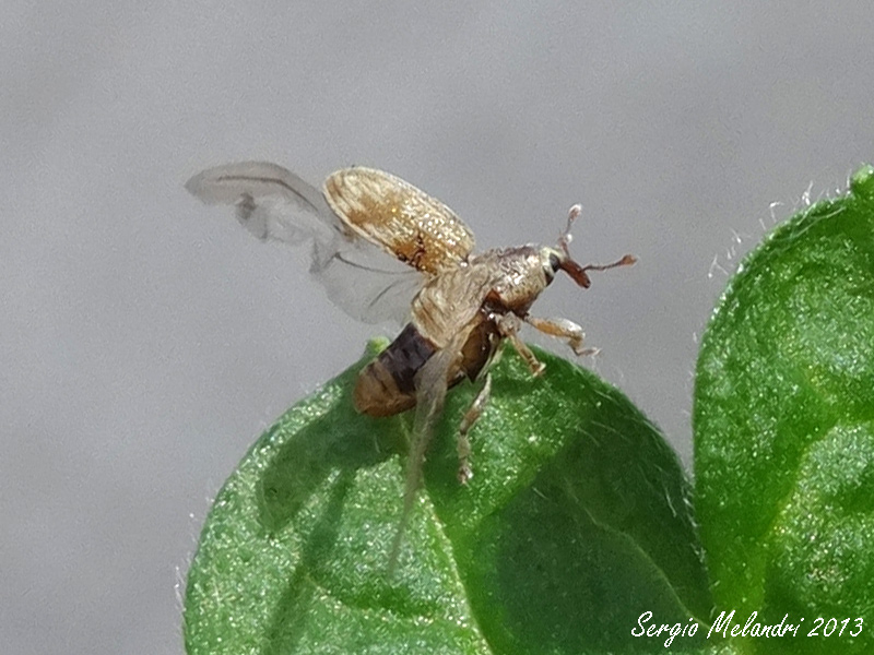 Curculionidae: Ellescus scanicus